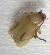 Medythia nigrobilineata