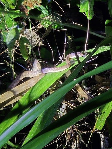 Brown Tree Snake sighting