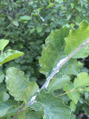iNaturalist observation photo of Psylla