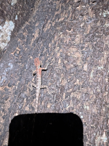 Scale-bellied Tree Lizard