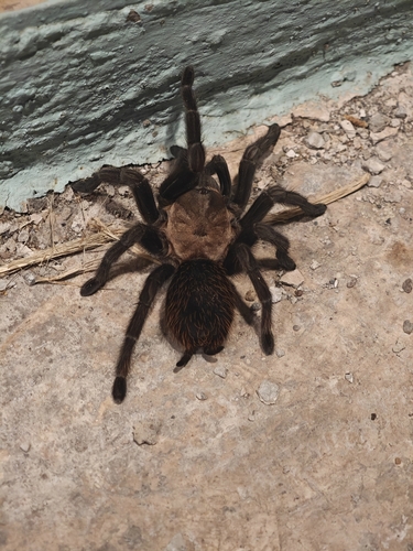 Mexican Rose-gray Tarantula