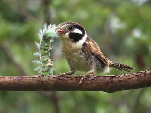 White-eared Puffbird