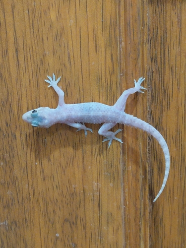 Brook's House Gecko