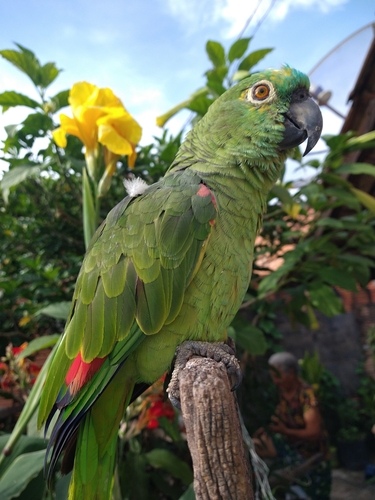 Turquoise-fronted Amazon