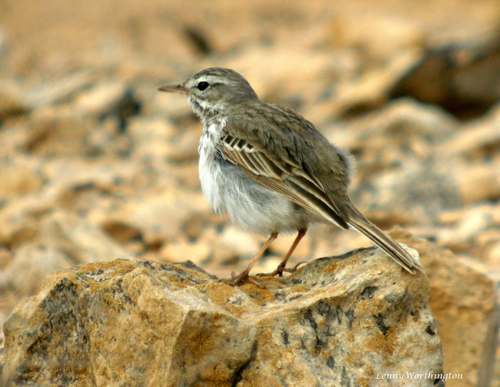 Berthelot's Pipit