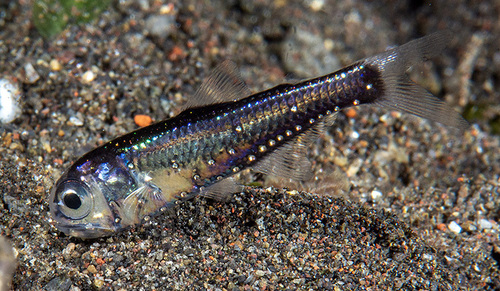 Spinycheek Lanternfish — seen at this dive site