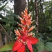 Aechmea penduliflora - Photo (c) Mauricio Ramirez, all rights reserved, uploaded by Mauricio Ramirez