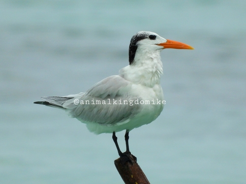 Royal Tern
