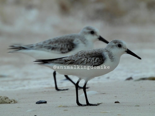 Sanderling
