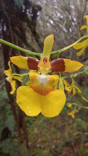 Cultratum Orchid