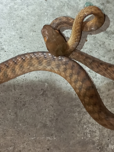 Brown Tree Snake sighting