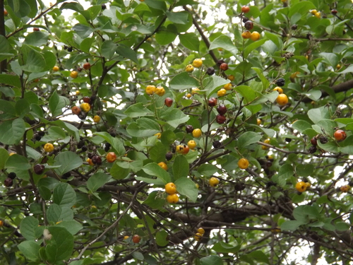 Anacua