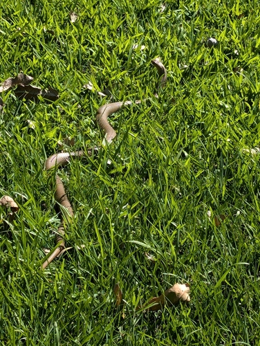 Eastern Brown Snake sighting