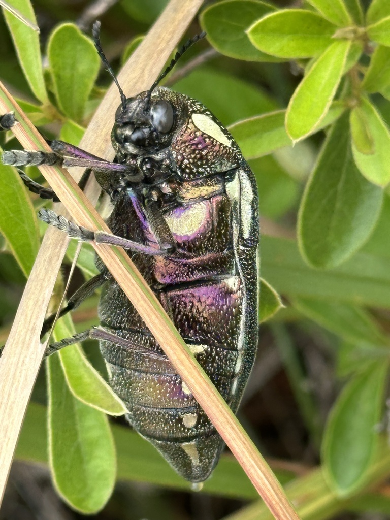 Subspecies Sternocera orissa bertolonii · iNaturalist