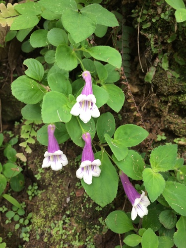 Rhabdothamnopsis