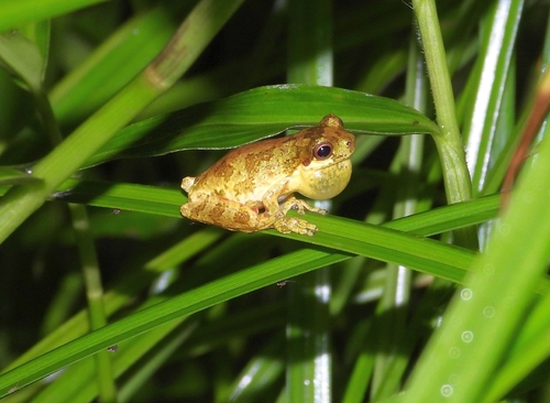 Nova Friburgo Tree Frog