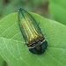 Acmaeodera resplendens - Photo (c) Jeff Oliver, all rights reserved, uploaded by Jeff Oliver