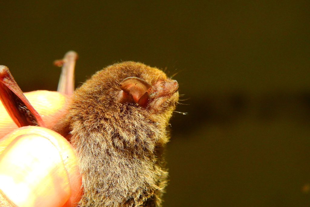 Pitel Insect Javan pipistrelle from Ishworpur, Nepal on August 17, 2019 at 10:41 AM ...