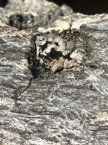 iNaturalist observation photo of hairy curtain crust