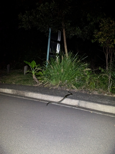 Coastal Carpet Python sighting