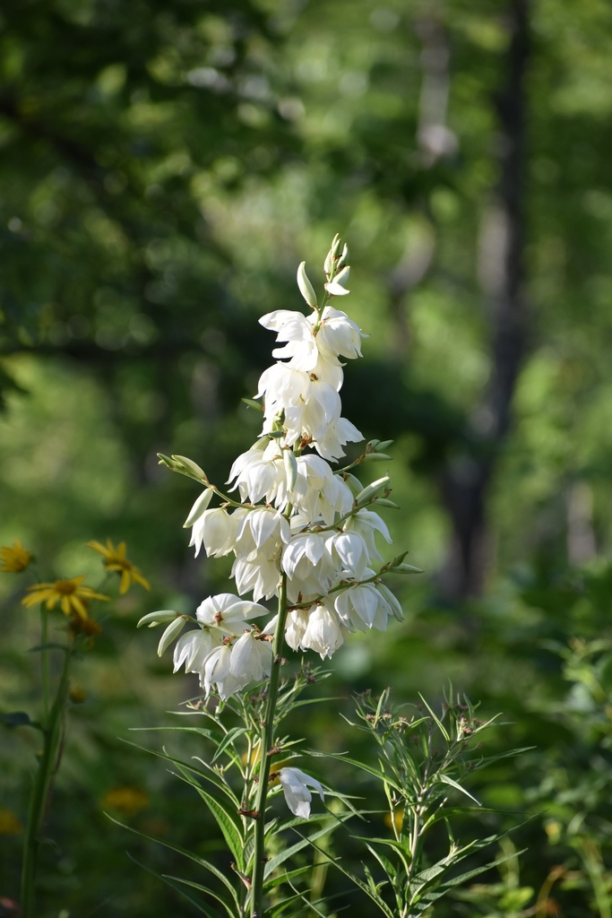 Yucca flaccida — a medium houseplant, prefers full sun light