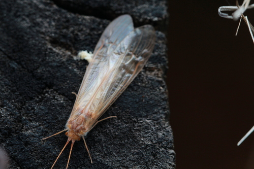 Amphipsyche pellucida