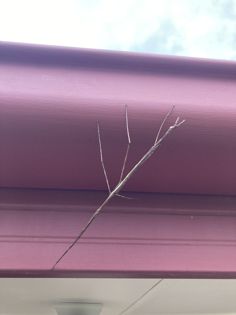 Common Walking Stick Insects in January 2025 by Karen Bradley · iNaturalist