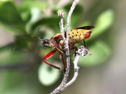 Yellow-bellied Bee Assassin