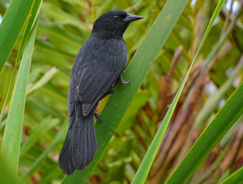 Unicolored blackbird