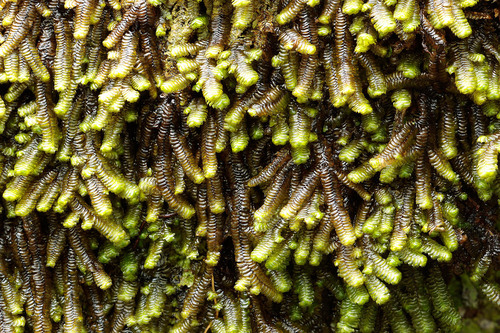 Thysananthus aculeatus