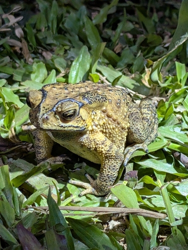 Asian Common Toad