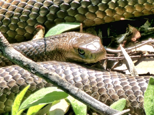 Eastern Brown Snake sighting