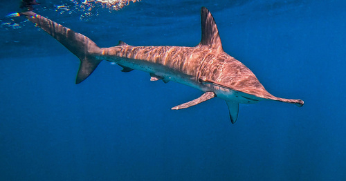 Sphyrna zygaena (Linnaeus, 1758)