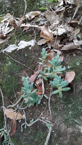 Pachyphytum brevifolium