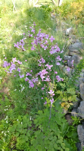 Lavender Mist Meadowrue (Thalictrum rochebruneanum)