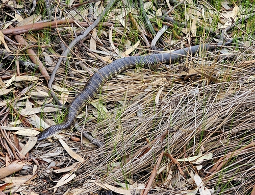 Eastern Tiger Snake sighting
