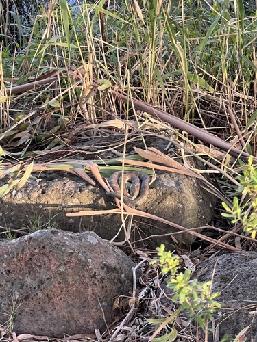 Tiger Snake sighting