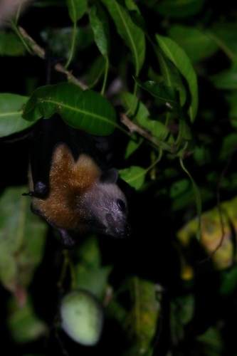 Ashy-headed Flying-fox (Pteropus caniceps) — Vulnerable Mammalia