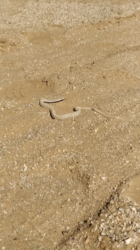 Moila Snake
