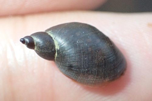 American Ribbed Fluke Snail