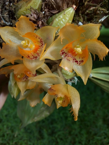 Fringed Sievekingia