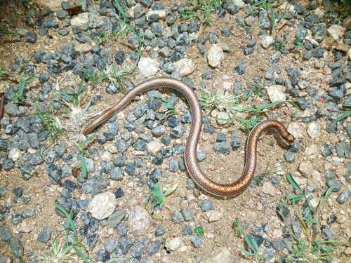 Twin-striped Shovel-snout