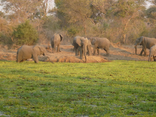 African Savanna Elephant