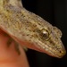Raukawa Gecko - Photo (c) Andy MacDonald, all rights reserved, uploaded by Andy MacDonald