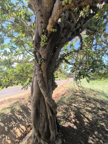 Knobbly Fig