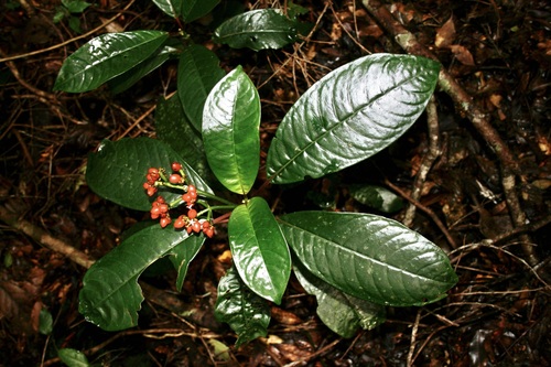 Notopleura uliginosa (Sw.) Bremek.