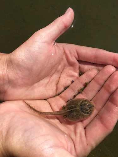 Great Basin Spadefoot