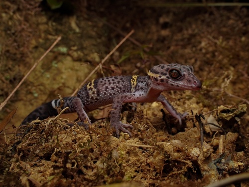 Goniurosaurus hainanensis Barbour, 1908