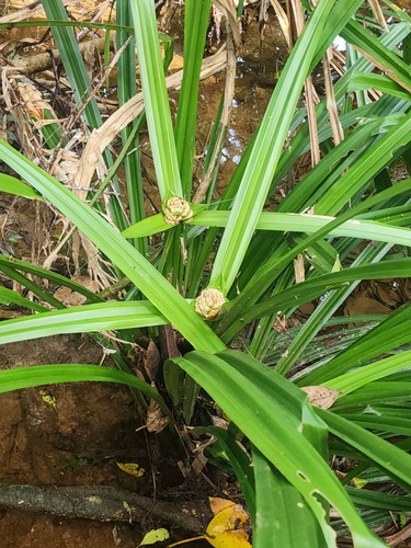 Scirpodendron ghaeri