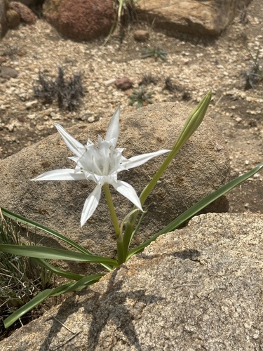 Pancratium maximum